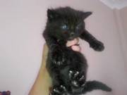 6 kittens for sale ready in 3 weeks