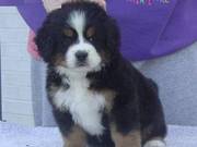 Adorable and cute Bernese Mountain Dog puppies For Sale