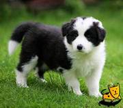 Cute Border Collie puppy for adoption