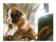 Boxer Puppies For Sale (£800). Red/White very Flashy....