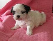 Home-Tamed Shih Tzu Puppies For Sale