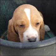 Super adorable Basset Hound puppy (10 weeks)