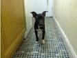 Staffy (£200). Lovely black and white staffordshire, ....