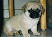 akc registered pug puppies for good home