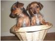 friendly 8 1/2 wks old yorkie x jack russell puppies