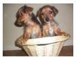 friendly 8 1/2 wks old yorkie x jack russell puppies has....
