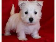 Absolutely beautiful KC West Highland White Terriers puppies
