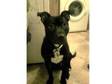 staffordshire bull terriers (£150). hi i have a....