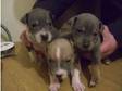 Lovely chunky blue staff pups for sale (£350). hi i have....