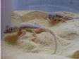 Stenos Sand Lizards pair with setup (£35). Beautiful.....